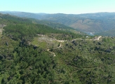 Forest in Portugal